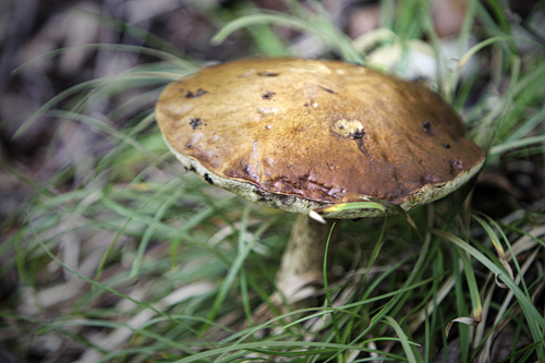 Champignon - Août2024